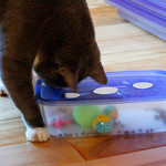 diy cat toy box