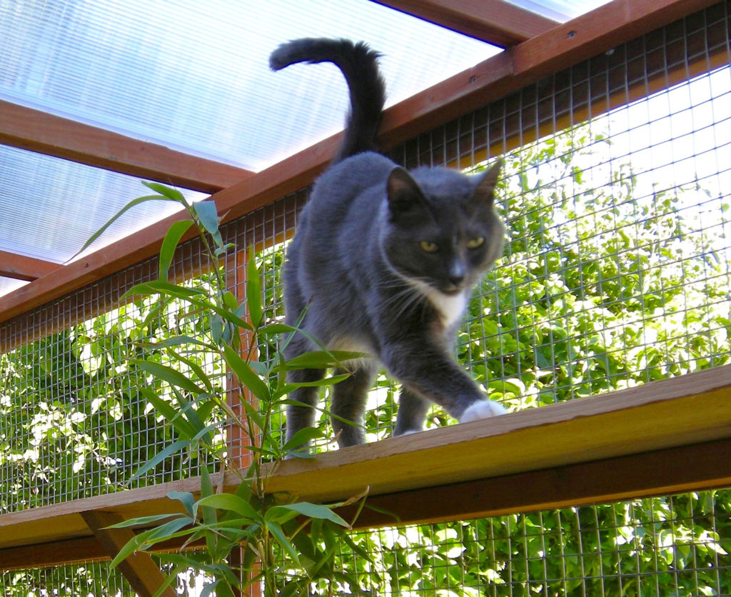 Incredible Catios By Catio Spaces In Seattle Plus Special Discount On