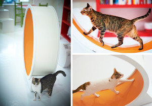 CatWheel Lets Indoor Cats Exercise in Style! Now Available in the US ...