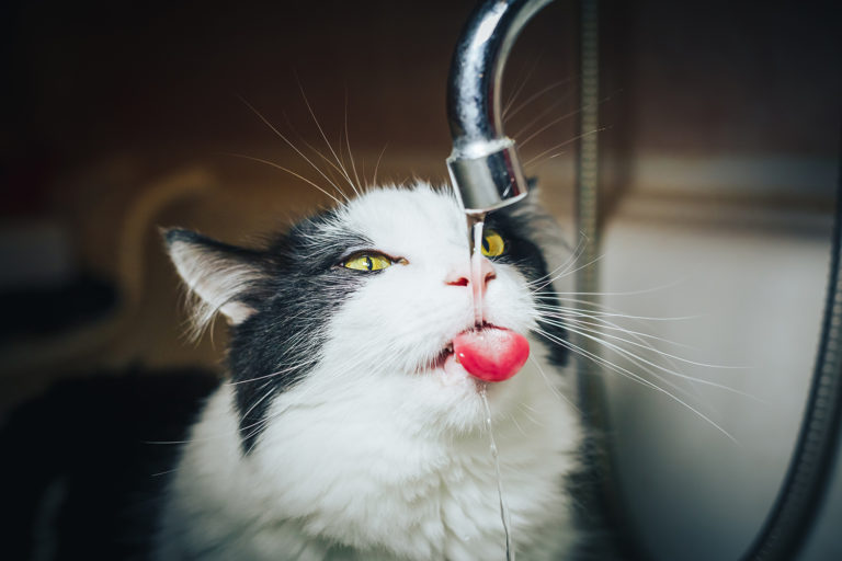 Swan Cat Drinking Fountain: For Cats Who Drink from Sinks! • hauspanther