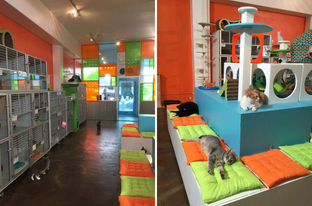 Catification Shelter Makeover: Santé D’Or, Los Angeles • hauspanther