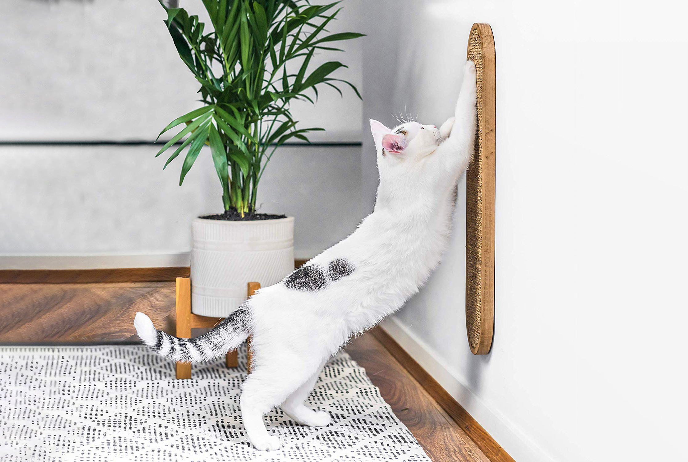 eco friendly cat scratching post