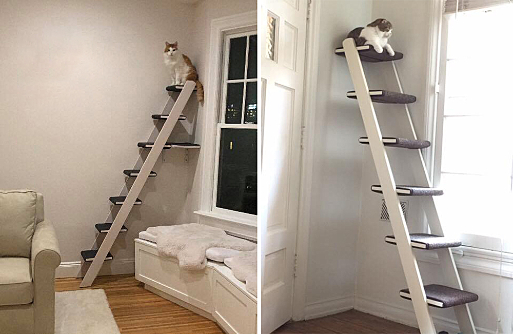 cat ladder