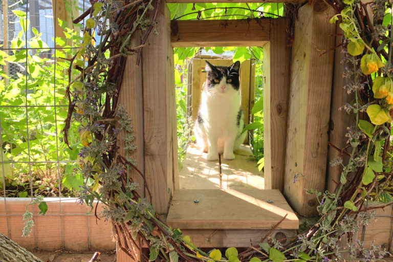 Amazing Catio for Some Lucky Canadian Cats • hauspanther