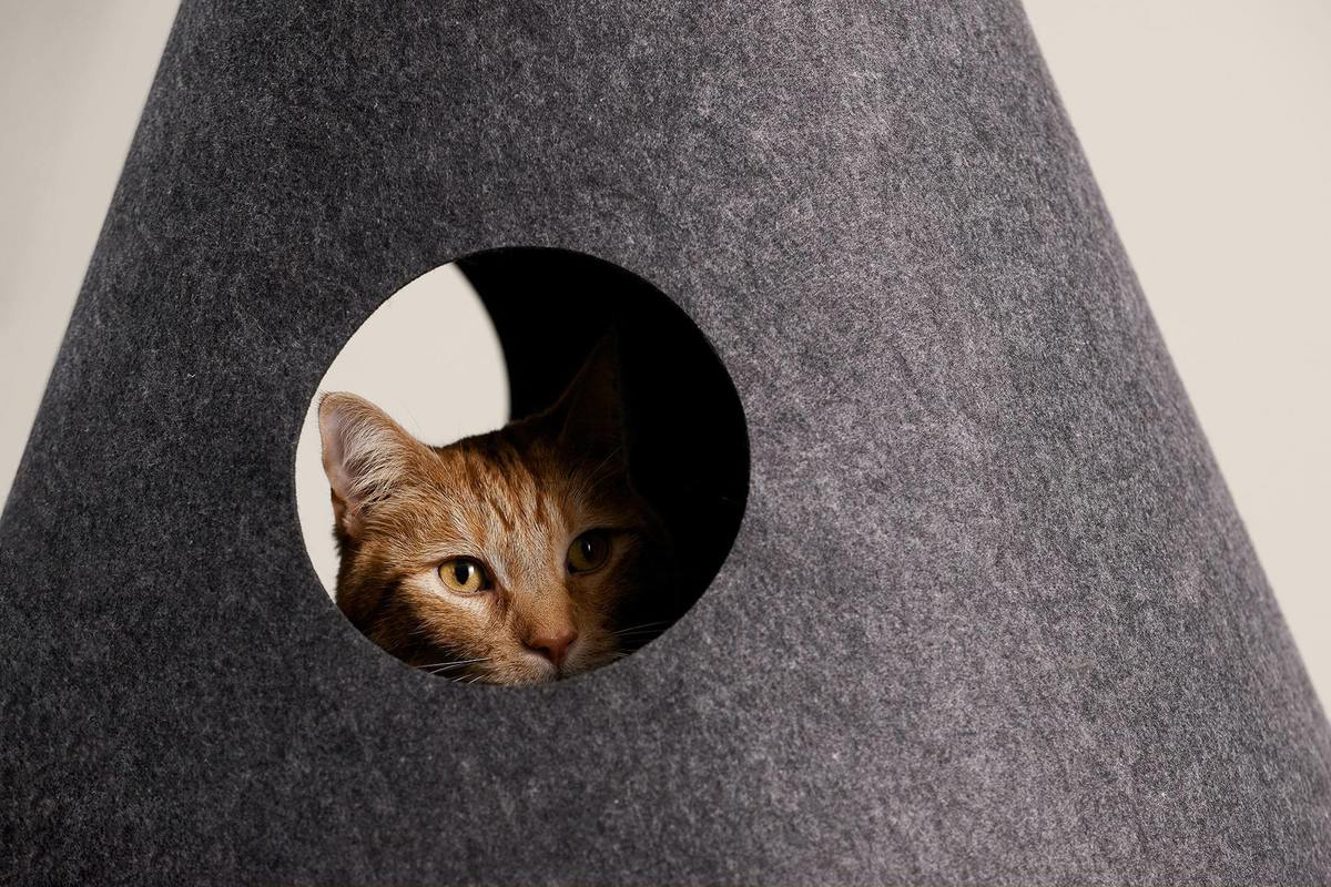 Orange cat looking out of felt tent hideaway