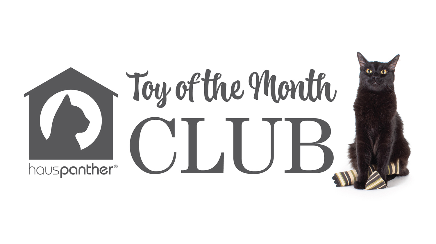 Cat toy of on sale the month club