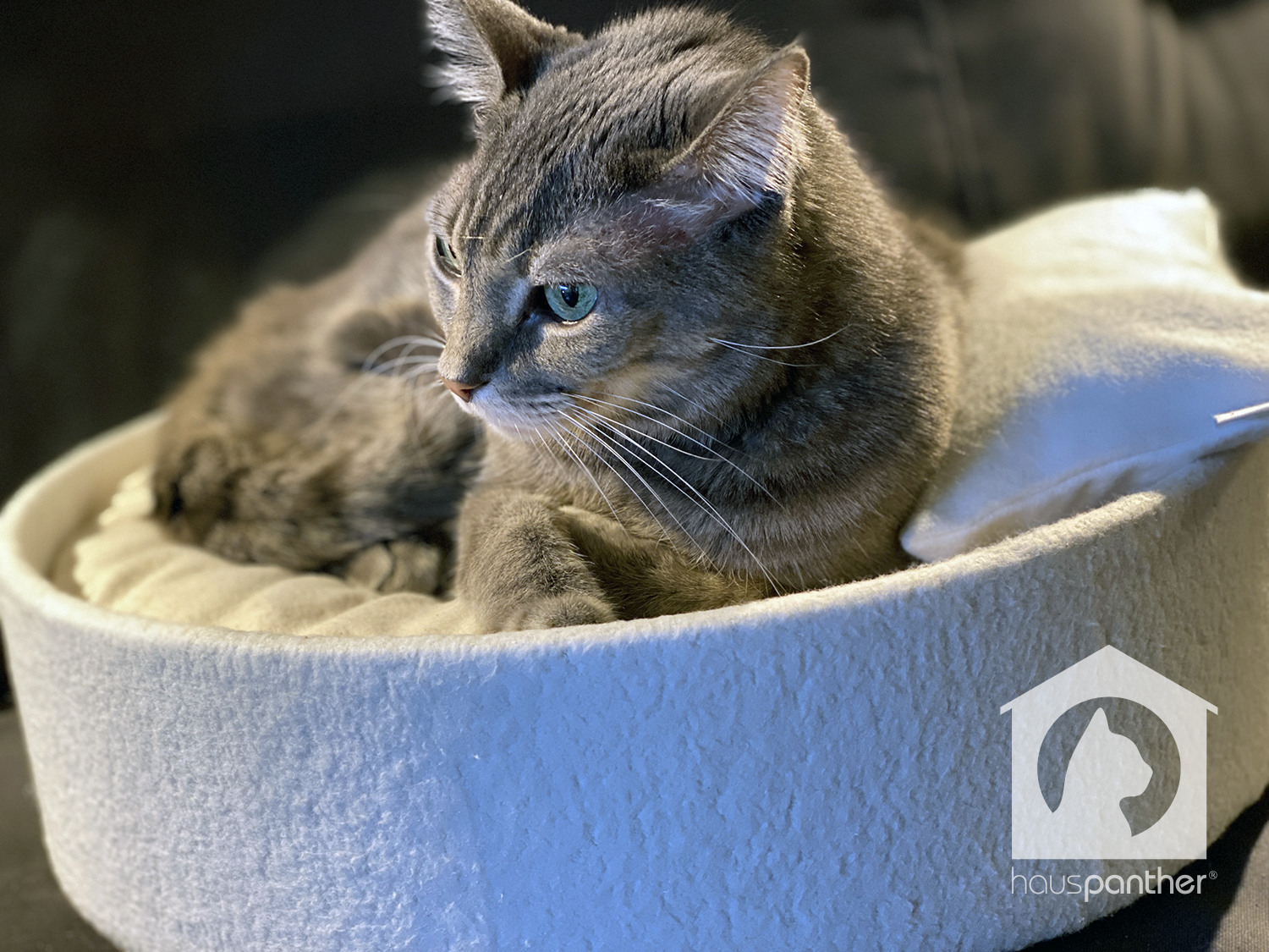 Nido - Modern Cat Bed – CatsEssentials
