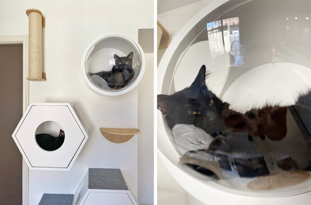 Modern Cat Climbing Wall Makes Great Use of Vertical Space :: MYZOO ...