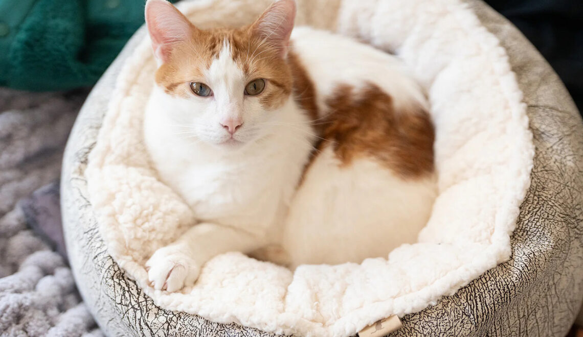 Donut Cuddler Cat Bed