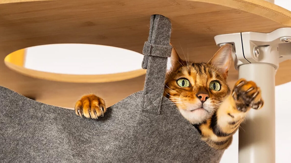 Spring Sale at Omlet! Save on Cat Trees, Scratchers, Beds, Litter Boxes & Enclosures